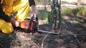 Best Root Management and Removal  in Awendaw, SC