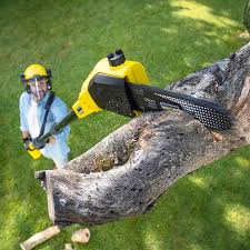 Best Tree Preservation Services  in Awendaw, SC