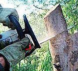 Best Firewood Processing and Delivery  in Awendaw, SC