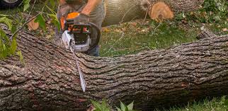 Best Tree Mulching  in Awendaw, SC