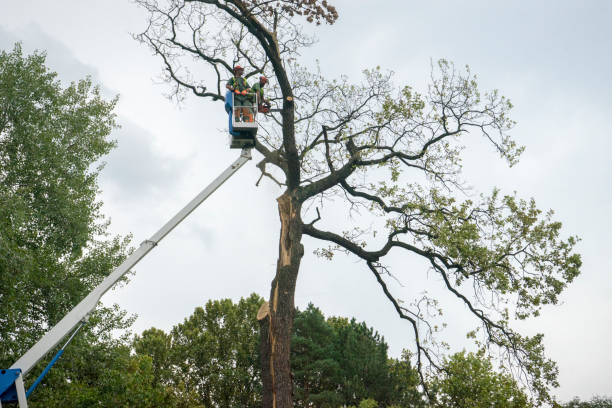 Best Leaf Removal  in Awendaw, SC