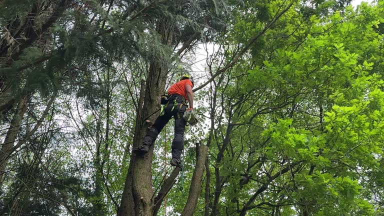 Best Stump Grinding and Removal  in Awendaw, SC