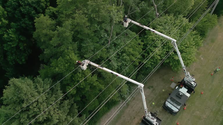 Best Tree Cabling and Bracing  in Awendaw, SC