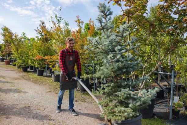 Best Commercial Tree Services  in Awendaw, SC
