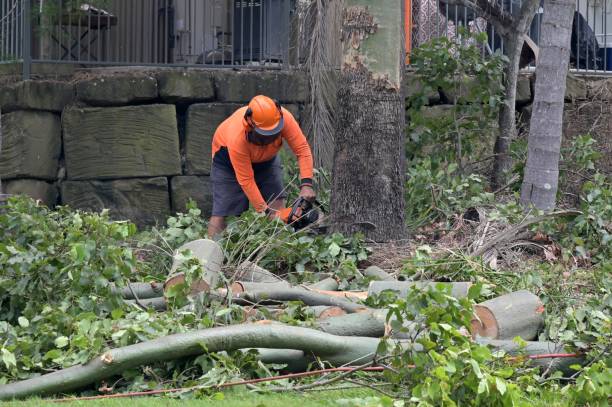 Awendaw, SC Tree Services Company