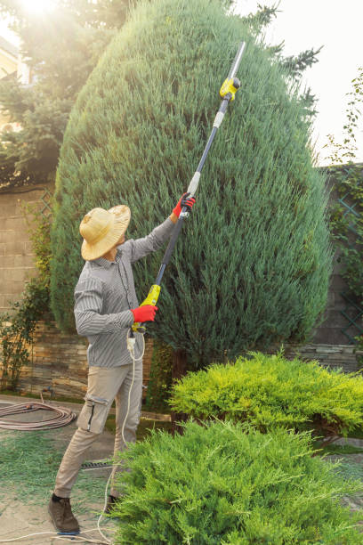 Best Tree and Shrub Care  in Awendaw, SC