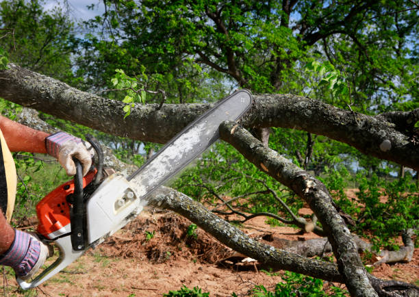 Best Pest Control for Lawns  in Awendaw, SC